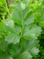 Plant persil géant d'italie