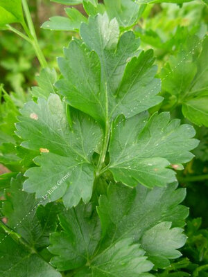 Plant persil géant d'italie