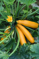 Plant courgette jaune