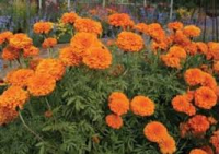 Plant fleur rose d'inde