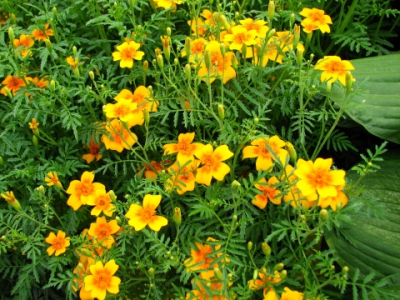 Plant  fleur oeillet d'inde