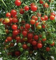 Plant tomate cerise petit moineau