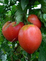 Plant tomate coeur de boeuf