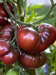 Plant tomate noire de crimée