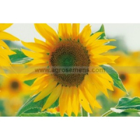 Plant fleur tournesol