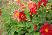 Plant fleur dahlia nain mignon