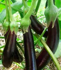Plant aubergine longue violette