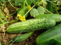 Plant concombre le généreux