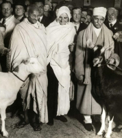 Tomme recette tilsit