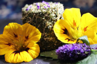 Palais agastache anisee