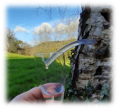 Seve de bouleau fraîche