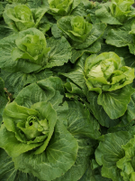 Salade pain de sucre