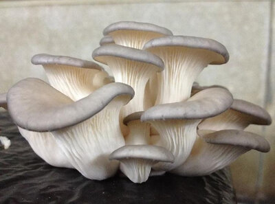 Pleurote gris frais