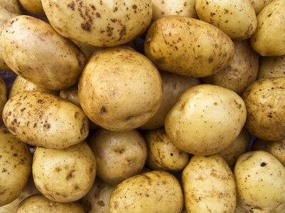 Pomme de terre agria