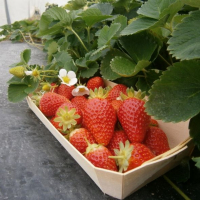 Plant individuel de fraisier cantaliss