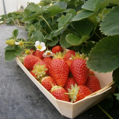 Plants fraisiers cantaliss par 6