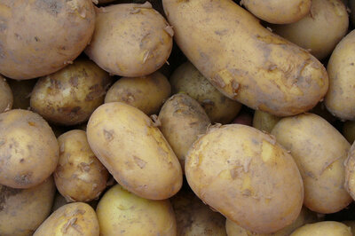 Pomme de terre spécial frites et purée