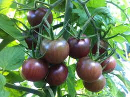 Plant tomate cerise black cherry