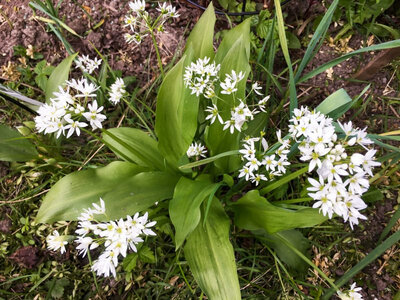 Plant ail des ours