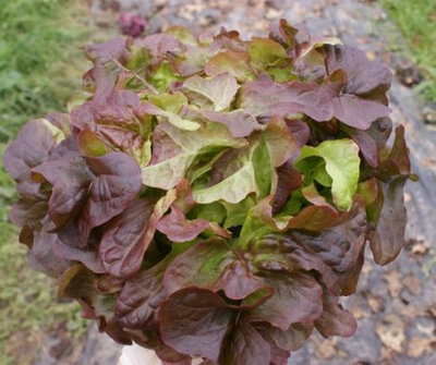 6 plants de laitues feuille de chêne rouge