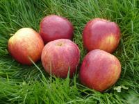 Pomme variété jonagored