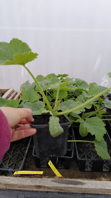 Plant de courgette verte