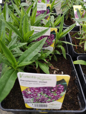 Penstemon violet en pot de 3l