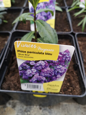 Phlox bleu en pot de 3l
