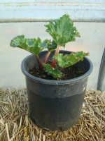 Plant de rhubarbe