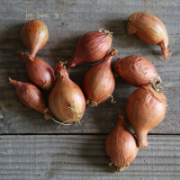 Plants échalote 'melkior' 500 gr