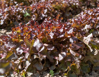 Plants de feuille de chêne rouge