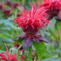 Plant vivace monarde
