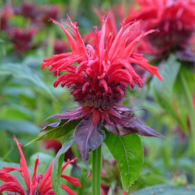 Plant vivace monarde