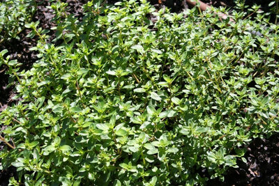 Plante vivace thym citron