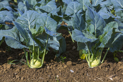 Plants de chou-rave
