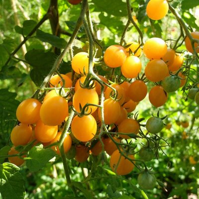 Plant tomate cerise clémentine