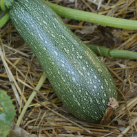 Plant courgette grise d'alger