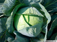 6 plants de choux cabus