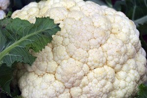 6 plants de choux fleur des 4 saisons
