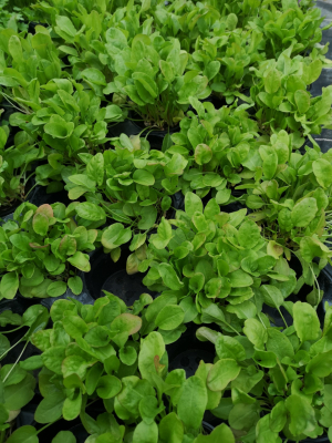 Plant d'oseille pot 13 cm