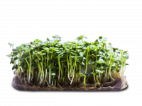 Micropousse de shiso vert (herbacée)