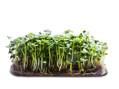 Micropousse de shiso vert (herbacée)