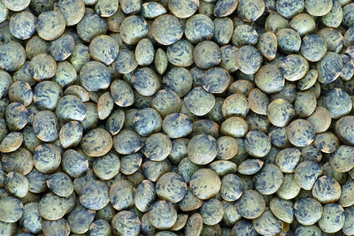 Lentilles vertes