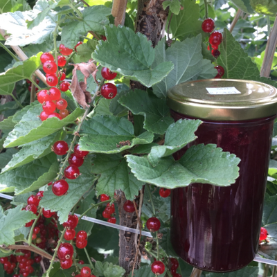 Confiture de groseilles