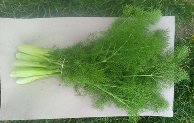 Fenouil-botte