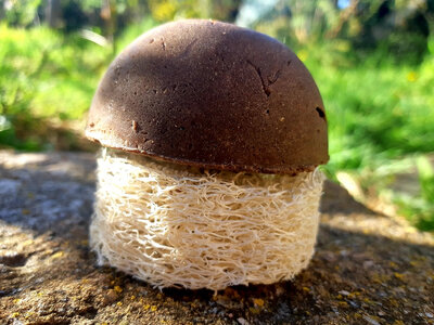 Shampoing solide végétal cheveux secs, abimés