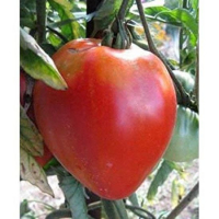 Plant de tomate coeur de boeuf