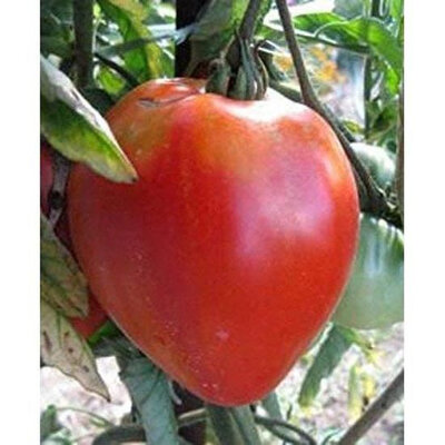 Plant de tomate coeur de boeuf