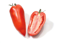 Plant de tomate andine cornue des andes