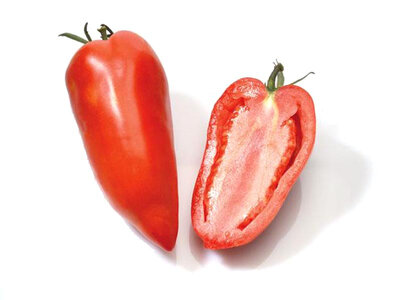 Plant de tomate andine cornue des andes